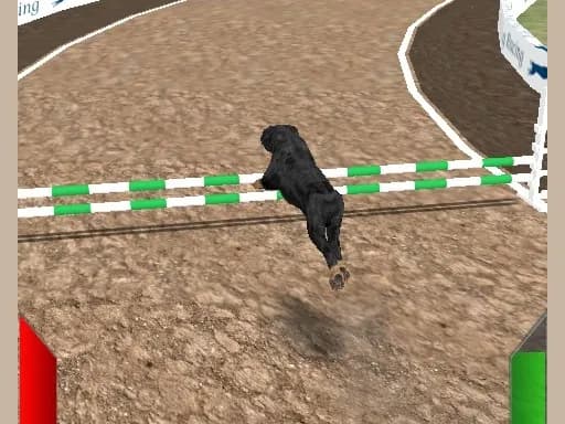 Çılgın Gerçek Köpek Yarışı