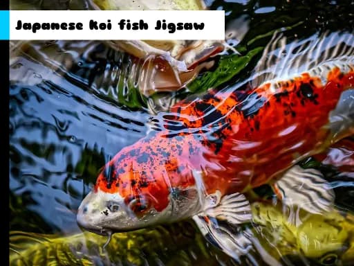 Japon Koi Balığı Bulmacası